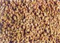 معرفی و راهنمای پرورش گیاهان دارویی - خارخاسک